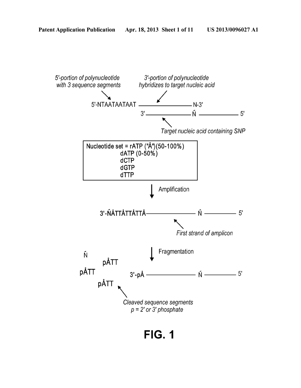 RIBONUCLEOTIDE TAG NUCLEIC ACID DETECTION - diagram, schematic, and image 02