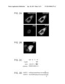 SIRT4 ACTIVITIES diagram and image