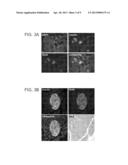 SIRT4 ACTIVITIES diagram and image