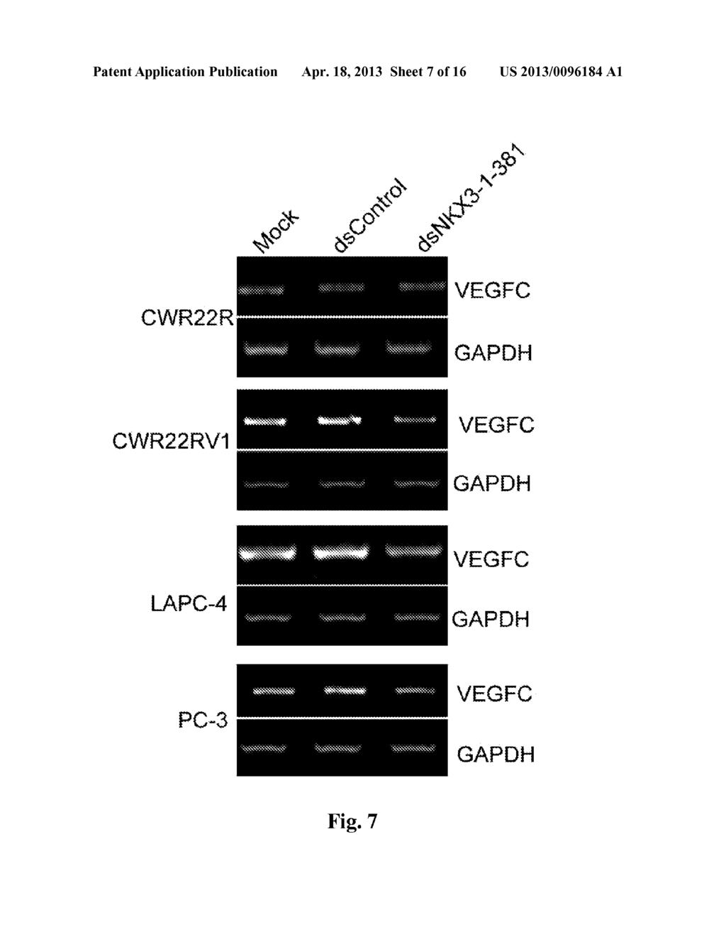 NKX3-1 SARNA AND KLF4 SARNA AND USES THEREOF - diagram, schematic, and image 08