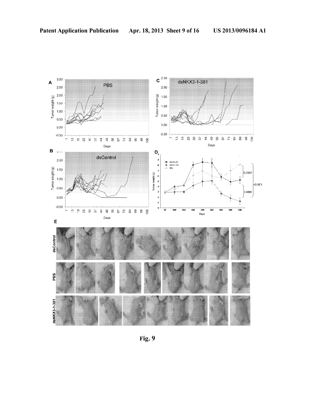 NKX3-1 SARNA AND KLF4 SARNA AND USES THEREOF - diagram, schematic, and image 10