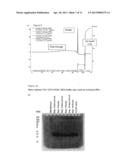 PROCESS FOR THE PURIFICATION OF A GROWTH FACTOR PROTEIN diagram and image