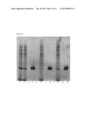 PROCESS FOR THE PURIFICATION OF A GROWTH FACTOR PROTEIN diagram and image