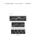 siRNA conjugate and preparation method thereof diagram and image