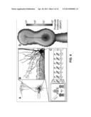 ESTIMATION OF NEURAL RESPONSE FOR OPTICAL STIMULATION diagram and image