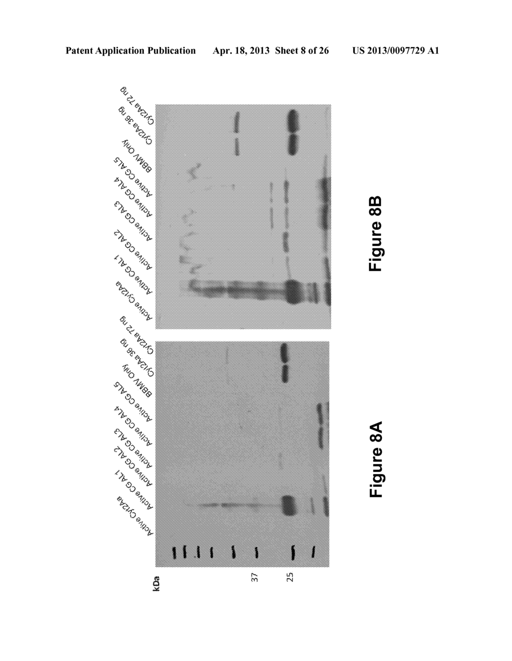 Aphicidal Toxins and Methods - diagram, schematic, and image 09