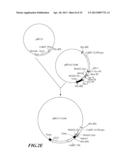 Composition and Method for Prolonging the Shelf Life of Banana by Using     Interfering RNA diagram and image