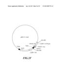 Composition and Method for Prolonging the Shelf Life of Banana by Using     Interfering RNA diagram and image