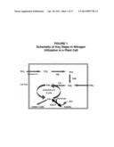 NITROGEN-EFFICIENT MONOCOT PLANTS diagram and image