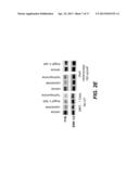 ALDEHYDE DEHYDROGENASE INHIBITORS AS NOVEL DEPIGMENTING AGENTS diagram and image