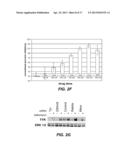 ALDEHYDE DEHYDROGENASE INHIBITORS AS NOVEL DEPIGMENTING AGENTS diagram and image