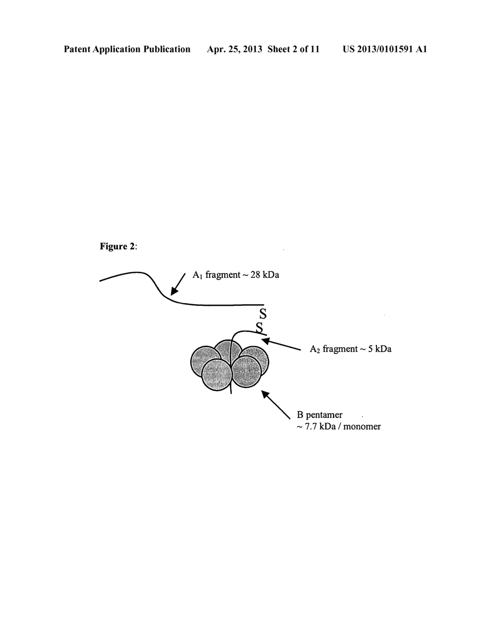 METHODS AND COMPOSITIONS BASED ON SHIGA TOXIN TYPE 1 PROTEIN - diagram, schematic, and image 03