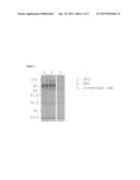 HUMAN CYTOMEGALOVIRUS NEUTRALISING ANTIBODIES AND USE THEREOF diagram and image