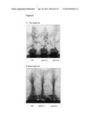 PLANTS WITH ALTERED CELL WALL BIOSYNTHESIS AND METHODS OF USE diagram and image