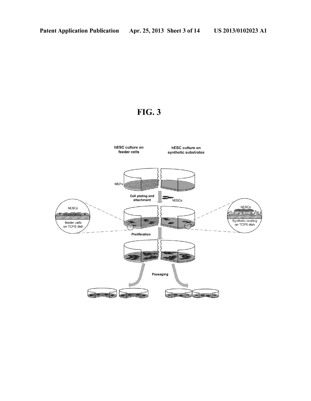 METHODS AND COMPOSITIONS FOR GROWTH OF CELLS AND EMBRYONIC TISSUE ON A     SYNTHETIC POLYMER MATRIX - diagram, schematic, and image 04