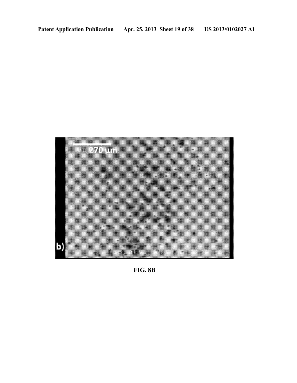 METHOD FOR DETECTING CANCER CELLS USING VERTICALLY CARBON NANOTUBES - diagram, schematic, and image 20