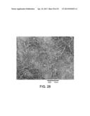 Processing Biomass diagram and image