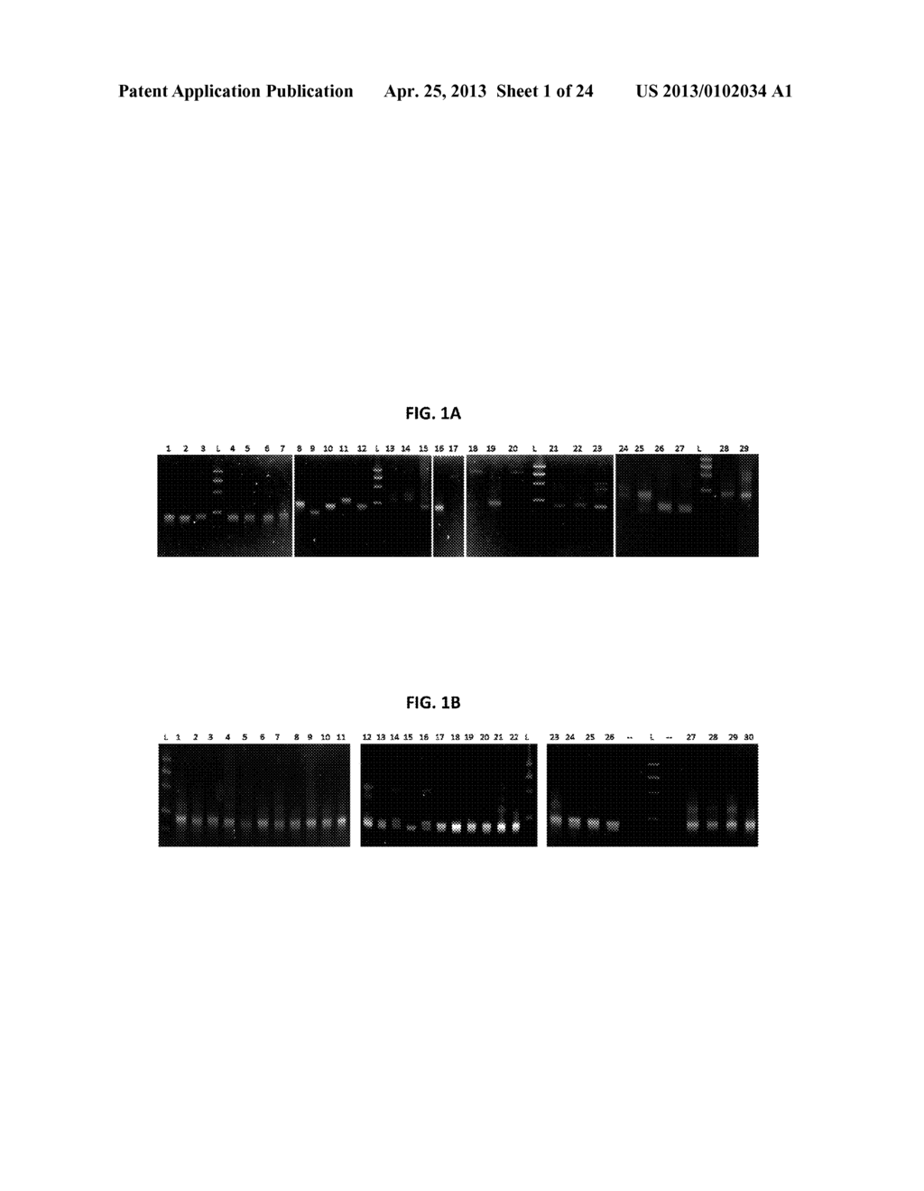 MODIFIED NUCLEOSIDES, NUCLEOTIDES, AND NUCLEIC ACIDS, AND USES THEREOF - diagram, schematic, and image 02