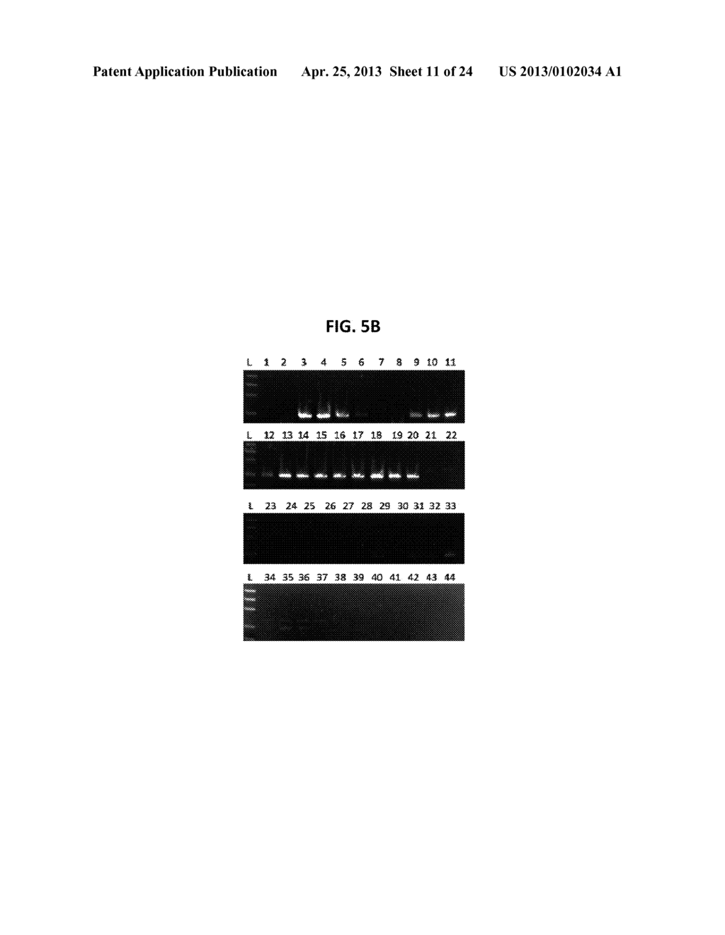 MODIFIED NUCLEOSIDES, NUCLEOTIDES, AND NUCLEIC ACIDS, AND USES THEREOF - diagram, schematic, and image 12