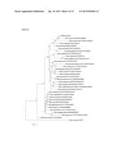 NOVEL MARINE BACTERIUM OF METABOLIZING 3,6-ANHYDRO-L-GALACTOSE AND USE OF     THE SAME diagram and image