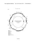 USE OF ENDOGENOUS PROMOTERS IN GENETIC ENGINEERING OF NANNOCHLOROPSIS     GADITANA diagram and image