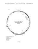 USE OF ENDOGENOUS PROMOTERS IN GENETIC ENGINEERING OF NANNOCHLOROPSIS     GADITANA diagram and image