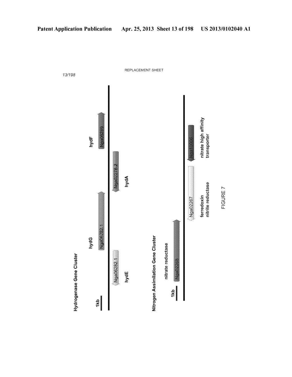 USE OF ENDOGENOUS PROMOTERS IN GENETIC ENGINEERING OF NANNOCHLOROPSIS     GADITANA - diagram, schematic, and image 14