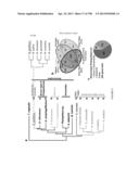 USE OF ENDOGENOUS PROMOTERS IN GENETIC ENGINEERING OF NANNOCHLOROPSIS     GADITANA diagram and image