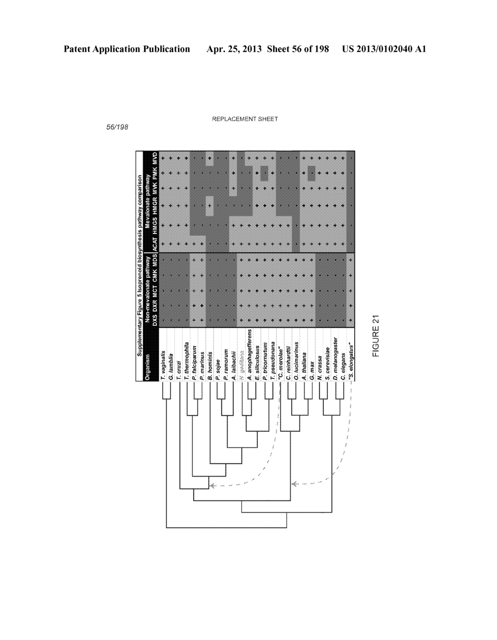 USE OF ENDOGENOUS PROMOTERS IN GENETIC ENGINEERING OF NANNOCHLOROPSIS     GADITANA - diagram, schematic, and image 57