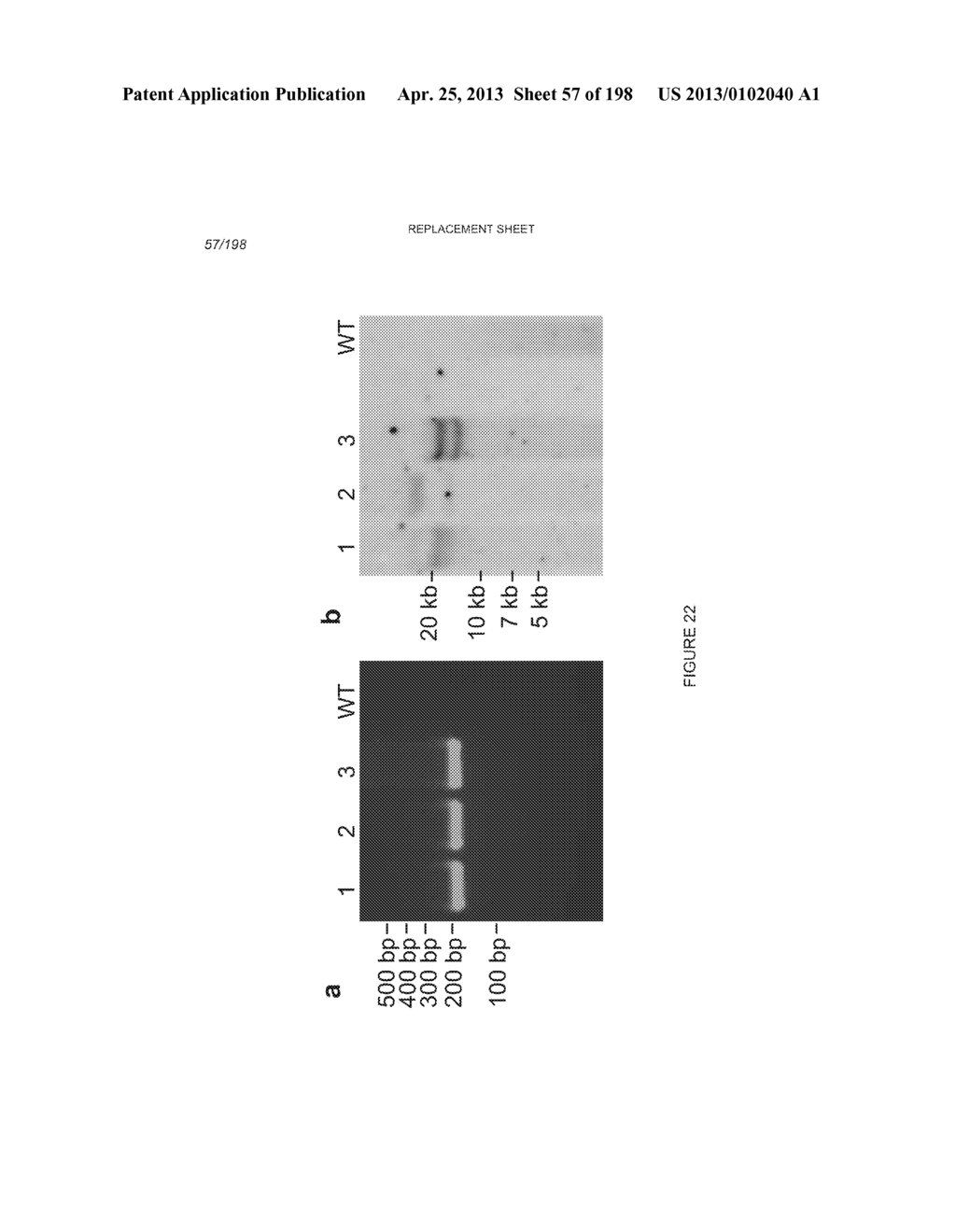 USE OF ENDOGENOUS PROMOTERS IN GENETIC ENGINEERING OF NANNOCHLOROPSIS     GADITANA - diagram, schematic, and image 58