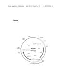 GENETICALLY MODIFIED FUNGI AND THEIR USE IN LIPID PRODUCTION diagram and image