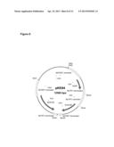 GENETICALLY MODIFIED FUNGI AND THEIR USE IN LIPID PRODUCTION diagram and image