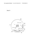 GENETICALLY MODIFIED FUNGI AND THEIR USE IN LIPID PRODUCTION diagram and image