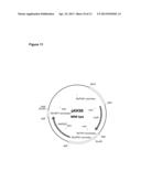 GENETICALLY MODIFIED FUNGI AND THEIR USE IN LIPID PRODUCTION diagram and image