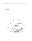 GENETICALLY MODIFIED FUNGI AND THEIR USE IN LIPID PRODUCTION diagram and image