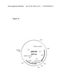 GENETICALLY MODIFIED FUNGI AND THEIR USE IN LIPID PRODUCTION diagram and image