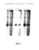 ENZYMATIC NUCLEIC ACID SYNTHESIS: COMPOSITIONS AND METHODS FOR INHIBITING     PYROPHOSPHOROLYSIS diagram and image