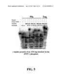 ENZYMATIC NUCLEIC ACID SYNTHESIS: COMPOSITIONS AND METHODS FOR INHIBITING     PYROPHOSPHOROLYSIS diagram and image