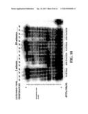 ENZYMATIC NUCLEIC ACID SYNTHESIS: COMPOSITIONS AND METHODS FOR INHIBITING     PYROPHOSPHOROLYSIS diagram and image