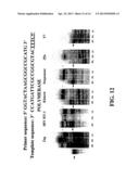 ENZYMATIC NUCLEIC ACID SYNTHESIS: COMPOSITIONS AND METHODS FOR INHIBITING     PYROPHOSPHOROLYSIS diagram and image