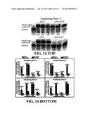 ENZYMATIC NUCLEIC ACID SYNTHESIS: COMPOSITIONS AND METHODS FOR INHIBITING     PYROPHOSPHOROLYSIS diagram and image