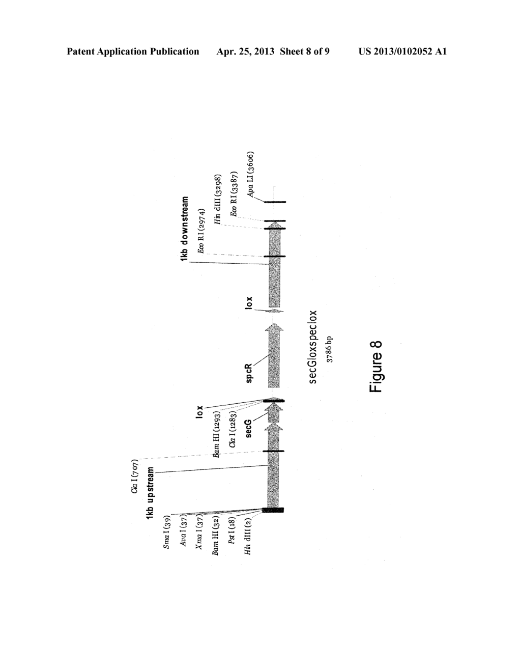 MODIFIED SECRETION SYSTEM TO INCREASE EXPRESSION OF POLYPEPTIDES IN     BACTERIA - diagram, schematic, and image 09