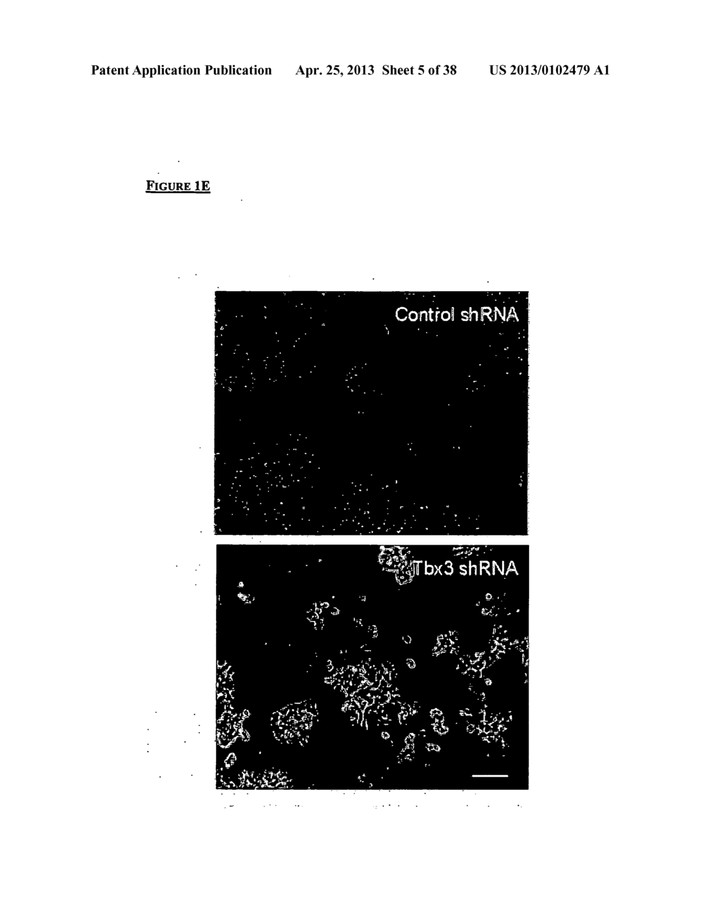 METHODS OF ENHANCING PLURIPOTENTCY - diagram, schematic, and image 06