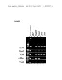 METHODS OF ENHANCING PLURIPOTENTCY diagram and image