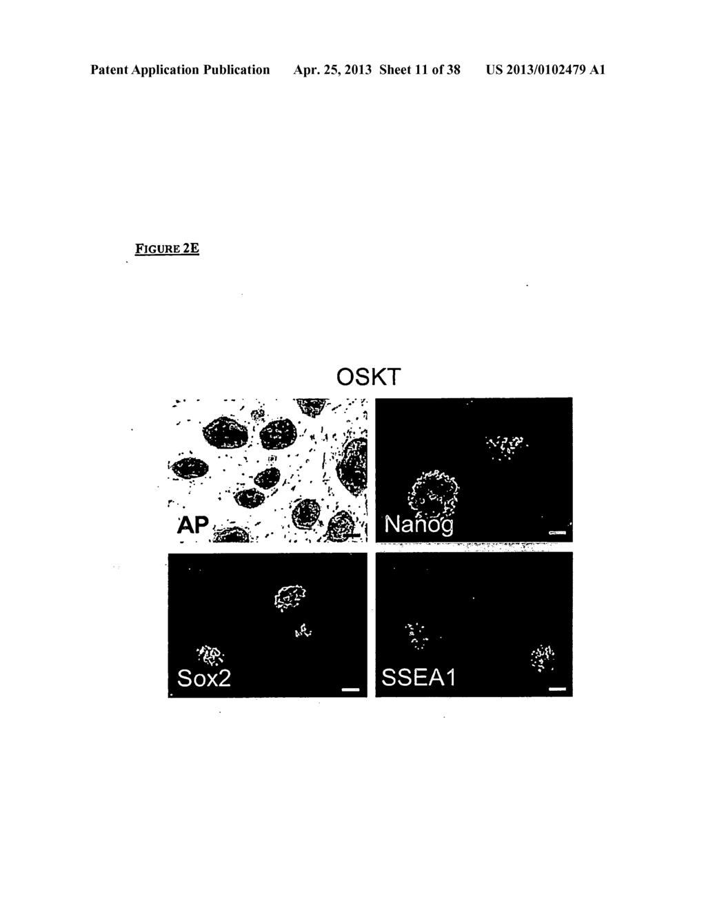 METHODS OF ENHANCING PLURIPOTENTCY - diagram, schematic, and image 12