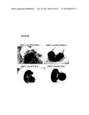 METHODS OF ENHANCING PLURIPOTENTCY diagram and image