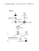 METHODS OF ENHANCING PLURIPOTENTCY diagram and image