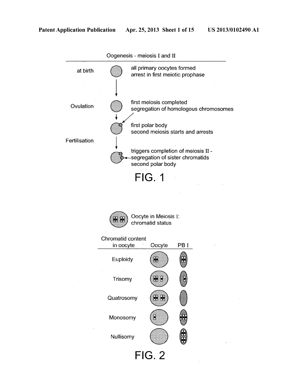 METHOD FOR COUNTING CHROMATID COPY NUMBERS IN A SINGLE CELL - diagram, schematic, and image 02