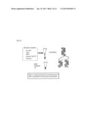 METHOD FOR DETERMINATION OF ACTIVITY OF MITOCHONDRIAL DNA POLYMERASE OF     FALCIPARUM MALARIA, AND METHOD FOR SCREENING FOR ANTI-MALARIA COMPOUND diagram and image