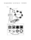 METHOD FOR DETERMINATION OF ACTIVITY OF MITOCHONDRIAL DNA POLYMERASE OF     FALCIPARUM MALARIA, AND METHOD FOR SCREENING FOR ANTI-MALARIA COMPOUND diagram and image